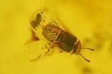 Two Fossil Flies (Diptera) and a Beetle (Coleoptera) In Baltic Amber #173664-2